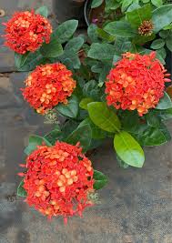 Image result for Ixora seretii
