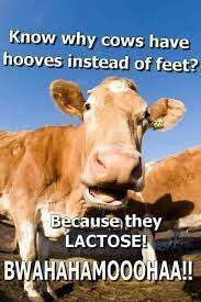 Pin By Kc Sackman On Funny Stuff Cows Funny Silly Jokes Cheesy Jokes