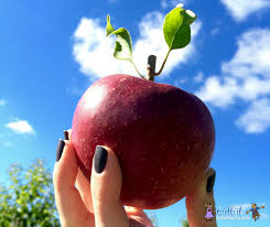 9309 hubbell street detroit, michigan 48228 . Apple Orchards Features Prices And Map For Apple Picking 2020