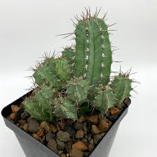 Image result for Euphorbia espinosa