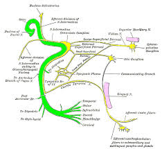 Cranial Nerve Anatomy Cranial Nerves Iowa Head And Neck