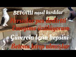 Guvercinler De Boyun Donme Hastaligi Koruma Yollari Youtube