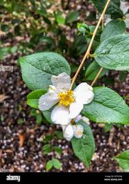 Image result for Theaceae