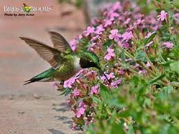 Birds And Blooms Photo Contest Winners Hummingbird And Flower Birds Blooms Via Http Bit Ly Epinner Hummingbird Birds Migratory Birds