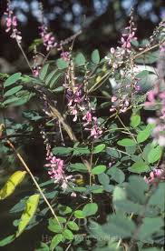 Image result for Indigofera hedyantha