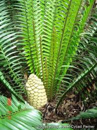 Image result for Encephalartos villosus