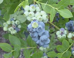 It's usually the first blueberry variety to ripen, giving you large berries as soon as early may. Rebel Southern Highbush Blueberry In Hortscience Volume 43 Issue 5 2008
