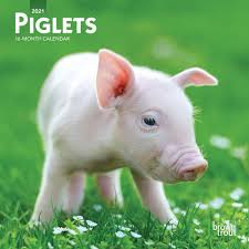A calendar is created on yearly basis. Piglets 2021 Mini Calendar By Browntrout Calendar Club Canada
