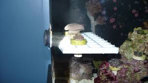 Check spelling or type a new query. Easy Cheap Diy Magnetic Frag Racks Anyone Can Build Equipment Forum Nano Reef Community