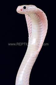 Javan Spitting Cobra Naja Sputatrix Pet Snake Beautiful Snakes Creepy Animals