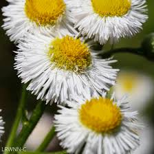 Image result for Erlangea remifolia