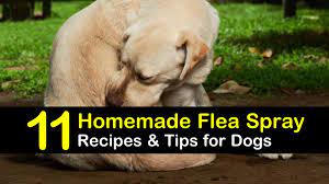 Homemade Flea Spray Recipes For Dogs 11 Tips And Tricks For Flea Prevention