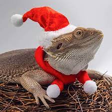 They are very curious and will equally enjoy having a roam of your living room or sitting on. Amazon Com Bearded Dragon Santa Hat For Lizard With Scarf Christmas Costume Clothing Set Xmas Gift Clothes Outfit Great For Outdoor Halloween Holiday Party Photos Red Pet Supplies
