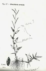 Image result for Urochloa arrecta