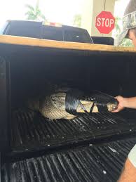 Owner, chad dubbs and his team are highly skilled. Only In Florida Trapper Takes Gator To Naples Car Wash
