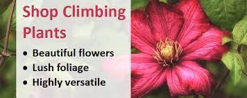Mature leaves are dark green, young ones flushed purple. How To Plant Grow And Care For Climbing Plants Jackson S Nurseries