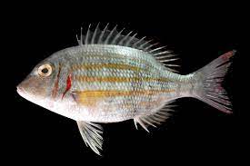 Kalau dibandingkan dengan jenis ikan air tawar, jenis ikan air asin atau laut ini lebih agresif, variatif, bentuk dan warnanya. Jenis Jenis Ikan Air Laut Ekonomis Penting Bagian 12 Lalaukan