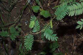 Image result for Chamaecrista plumosa