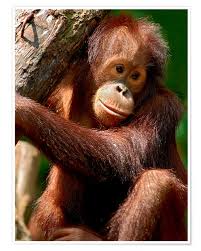 Orang utan saat ini dan yang akan datang. Orang Utan Portrait Posters And Prints Posterlounge Ie