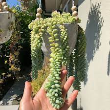 Sedum Donkey S Tail Succulent Succulents Sedum Planting Succulents