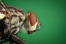 Subterranean termites can nest 20 feet below the ground with a foraging radius of 150 feet. Macro Insect Insects Get Rid Of Flies Macro Photos