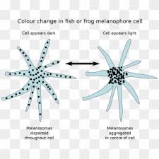 From simple and easy positive messages images to elaborate adult designs, we have all of the best printable let your light shine coloring pages. Ftestickers Light Shine Glow Gold Clipart 311622 Pikpng