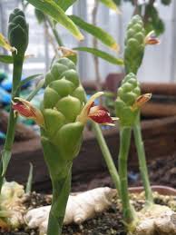 Image result for Zingiber officinale