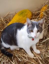 Animal hospital in south westside on yp.com. Contact Our Olympia Veterinarians At West Olympia Pet Hospital