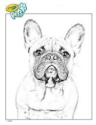 Color This French Bulldog Coloring Page Hang In On The Fridge It S A Dog Coloring Page Of A Real Pet Download Pr In 2020 Dog Coloring Page Coloring Pages Bulldog