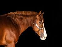2026 Hawkeye Ranch Horse Classic