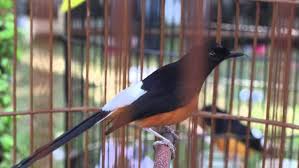 Ciri ciri burung murai bordan butuh informasi mengenai ciri fisik burung murai batu bordan yang dikenal memiliki memiliki bulu sangat indah silahkan baca penjelasan berikut. 15 Jenis Murai Batu Indah Bagus Berbagai Daerah Indonesia Dunia