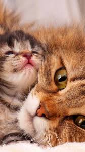 2020 Tuysuz Kedi Evcil Hayvan Bakimi 2020 Evcil Hayvan Bakimi Evcil Hayvan Bakimi 2020 Cute Kittens Komik Hayvanlar Hayvan