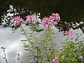 Image result for Cleome polyanthera