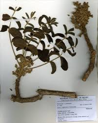 Image result for Trichilia prieuriana