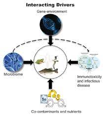 Roadmap To Understanding Factors Influencing Mercury Exposure And Adverse Health Effects