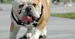 Kaykay Yapan Ingiliz Bulldog Kopegi Perruno Gorditas