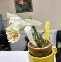 Check spelling or type a new query. Pleione X Confusa Golden Gate Hcc Aos Slippertalk Orchid Forum
