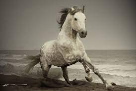 Wild Horses Wild Horses Hd Wallpapers Hdwallpapers360 Com High Definition Horses Wild Horses Running Wild Horses