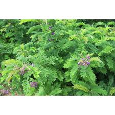 Image result for Indigofera pulchra