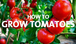 Growing tomatoes from seeds is easy, affordable, fun, and extremely rewarding. How To Grow Tomatoes Palmers Garden Centre