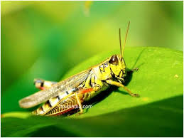 Facts About Grasshopper Interesting Amazing Information On Grasshoppers Grasshopper Facts Grasshopper Facts