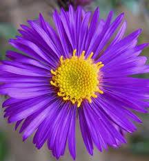 Mom September Aster Aster Flower Flower Images Birth Flowers
