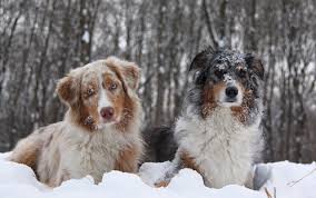 Maybe you would like to learn more about one of these? Unsere Nachzucht Galerie Australian Shepherds Roc