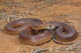 Calphotos Pseudechis Australis Mulga Snake Snake Venom Snake Australian Native Animals