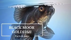 I loved them so much that for many years, i had only butterfly. The Ultimate Guide To Black Moor Goldfish Care 2021 Update