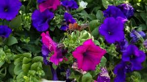 Search for petunia in the images section of your web browser and you'll be treated to a cornucopia of color. W4tfmbpej1kdkm
