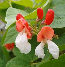 Image result for Phaseolus coccineus