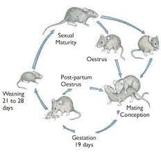 Rats Mice Guaranteed Pest Control Service Co Portland Metro Beaverton Or
