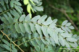 Image result for Indigofera baumiana