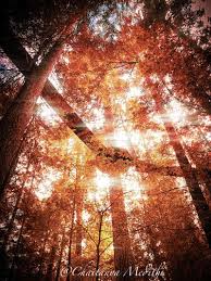 Online Photoshop Express